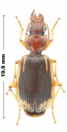 Réf. 245 249 : Apenes marginalis
